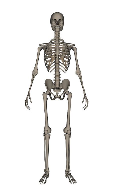 Front View Of Human Skeleton Photograph By Elena Duvernay Pixels