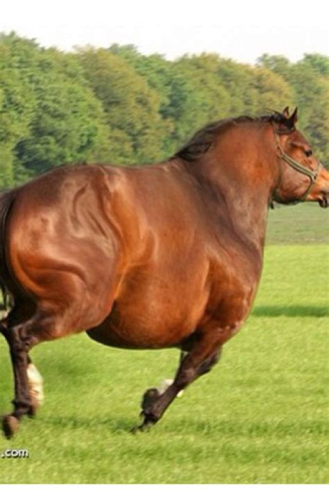 Pin By Kiley Mann On Aww Horses Fat Animals Fat Horse