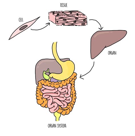 Animal Tissues Organs And Organ Systems — The Science Hive
