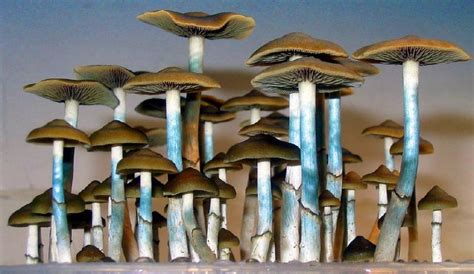 Effects Uses And How To Grow Psilocybe Ovoideocystidiata