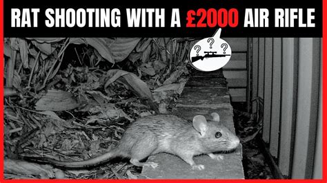 Rat Shooting With £2000 Air Rifle Air Rifle Hunting Youtube