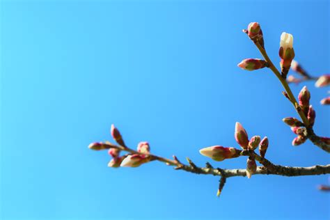 Free Images Almond Tree Spring Nature Bud Branch Twig Flower