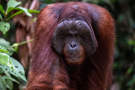 Adopt A Male Orangutan Symbolic Adoptions From Wwf
