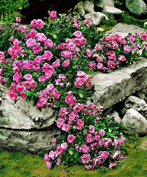 Ground Cover Roses Pink The Fairy Ground Cover Roses Ground Cover