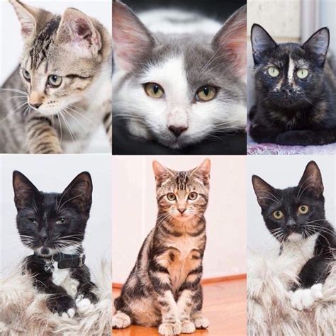 The aspca in manhattan is celebrating the occasion with partially or fully waived adoption fees on black cats from now until sunday, august 21st! Cat and Kitten Adoption Day - Perth