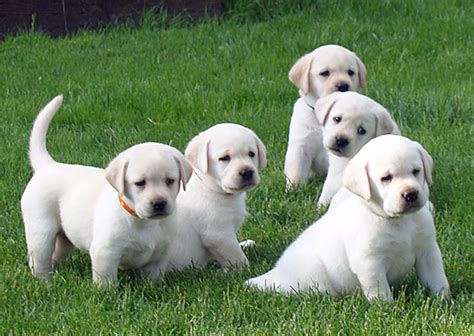 Labrador puppies for sale in oregon. Cold Creek Farms Yellow Labradors Breeders Oregon Labs ...