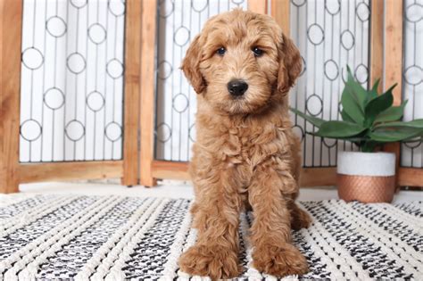 Mini goldendoodle puppies for sale in texas. Missy - Stunning Female F1B Goldendoodle Puppy - Florida ...