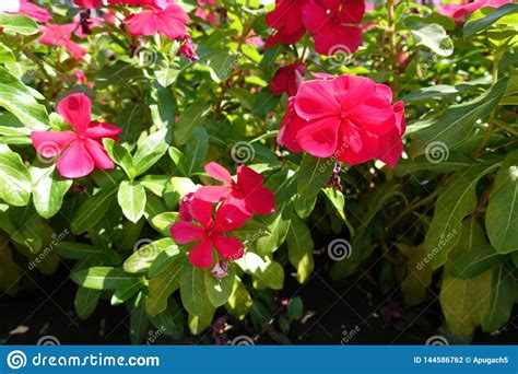 Five Petaled Red Flowers Of Catharanthus Roseus Stock Photo Image Of