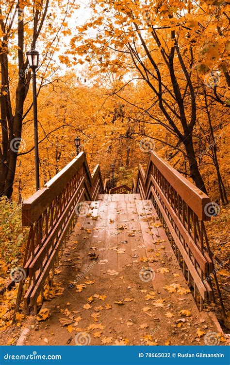 Wooden Stairs With Leaves In The Autumn Forest Stock Photo Image Of