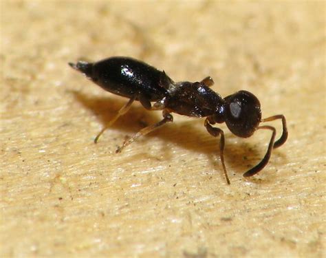 Jersey Bugs Photography Thread Ant Mimicry And Look Alikes The