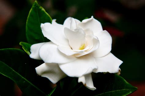 We did not find results for: Flowers That Look Like Roses - White Gardenia Flower | HD ...