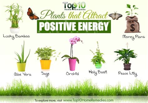 Plants enhance every room of your home. 10 Amazing Plants That Promote Positive Energy ...