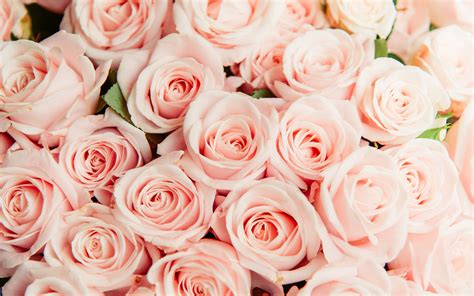 Download Wallpapers Pink Roses Large Bouquet Pink