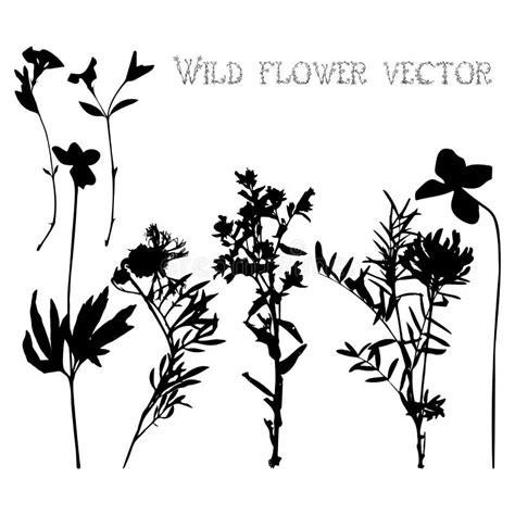 Set Silhouettes Of Wild Flowers Vector Stock Vector Illustration Of