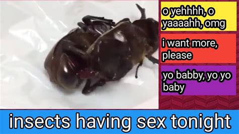 Beetlesbug Having Sex Insects Fertilization Youtube