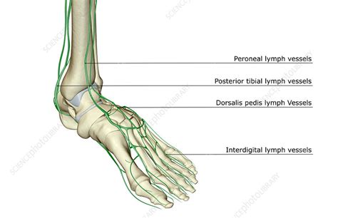 The Lymph Supply Of The Foot Stock Image F0017783 Science Photo