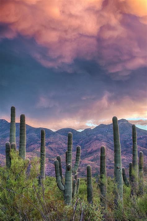 Saguaro Cactus Stormy Skies Photograph By Dave Dilli Fine Art America