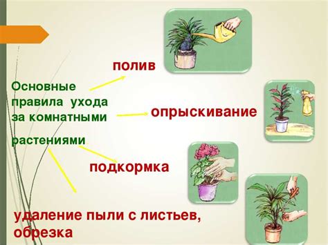 Как ухаживать за комнатными растениями - основные правила