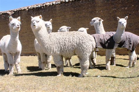 Arequipa To Host Alpaca Fiesta 2014 Noticias Agencia Andina