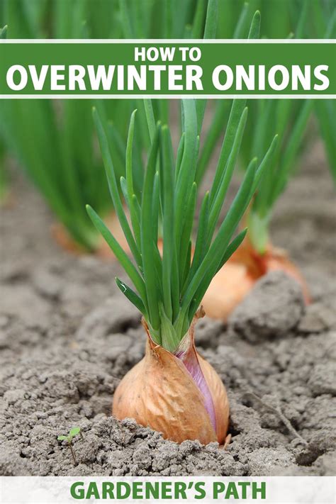 How To Grow Winter Onions Gardeners Path