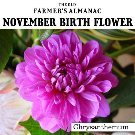 what is november birth month flower be refined site gallery of photos