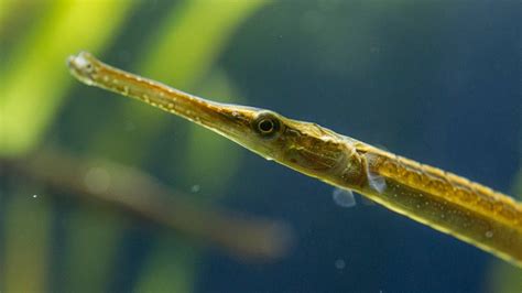 35 Interesting Pipefish Facts