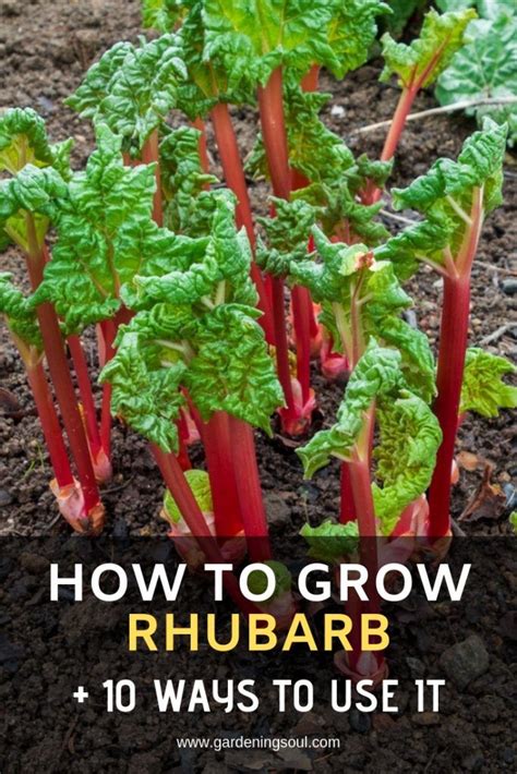How To Grow Rhubarb 10 Ways To Use It Growing Rhubarb Rhubarb Plants