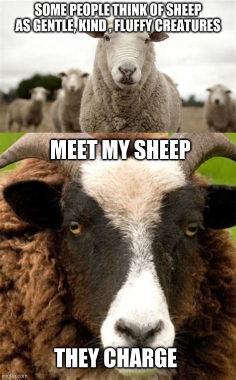 Sheep Memes Funny