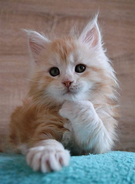 28 Tiny Maine Coon Kittens That Are Actually Giants In The