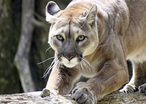 Cougar Puma The Largest Meowing Cat