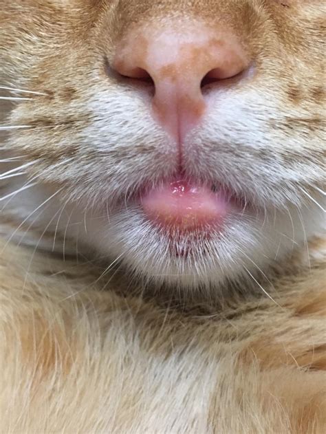 A Few Days Ago I Noticed The Bottom Of My Cats Mouth Looks Swollen And It’s Pinker Than Normal