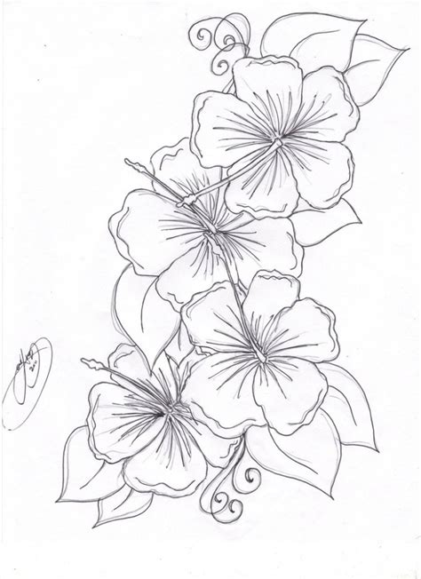 Simple Hibiscus Drawing At Getdrawings Free Download