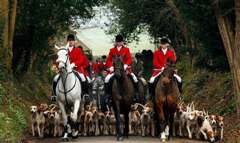 Poll Should Trail Fox Hunting On National Trust Land Be Stopped