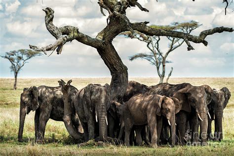 Herd Of Elephants Under A Tree In Serengeti Photograph By Ricardmn