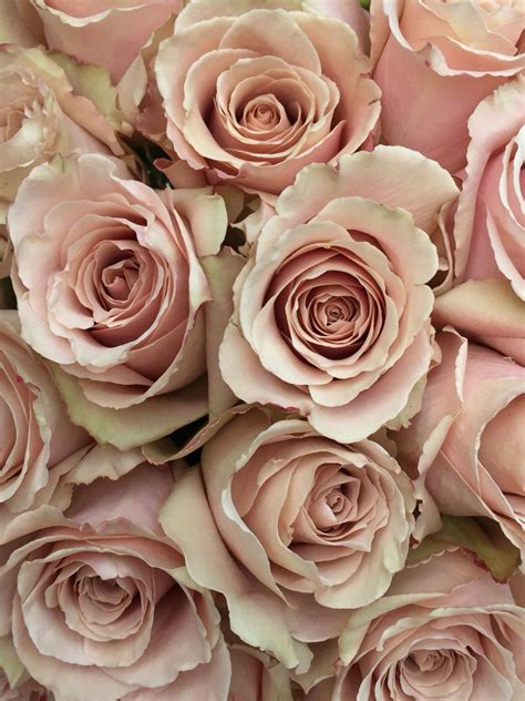Quicksand Roses More Love Rose Flower Blush Flowers Flowers Bouquet