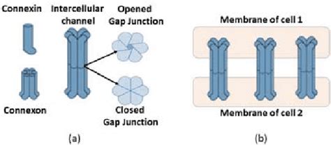 A Individual Gap Junction View And B Two Adjacent Cells Connected