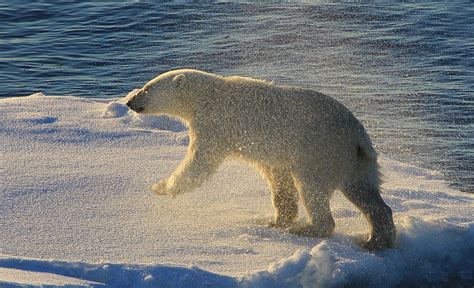 Polar Bear Ursus Maritimus Greenland 146 Taken On Th Flickr