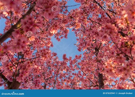 Blue Skies And Cherry Blossoms Stock Image Image Of Blue District