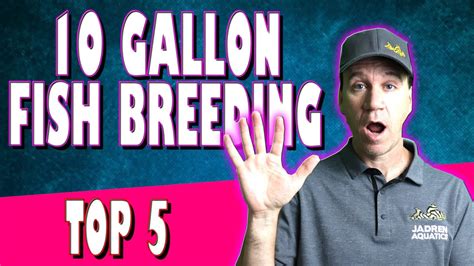 You can also lead an axolotl in a direction by approaching it and holding a bucket of tropical fish in your hand, much like how a pig will follow a. Top 5 Tropical Fish to Breed in 10g Aquarium - Breeding ...