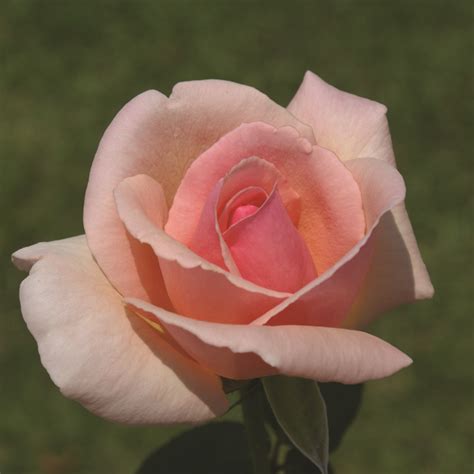 Rose Celeste Ludwigs Roses