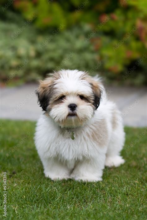 Lhasa Apso Puppy Foto De Stock Adobe Stock