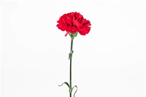 Red Carnations Fresh Flowers Online Wholesale Flower Delivery 48fresh