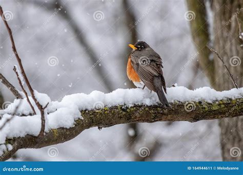 American Robin In Snow Stock Image Image Of Bird Feathers 164944611