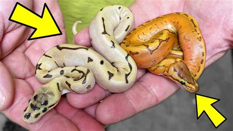 Reveal Of Pumpkin Ball Python Babies Worlds Only Brian Barczyk