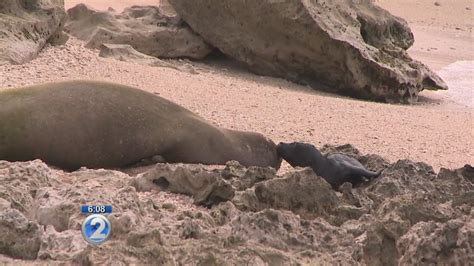 Beachgoers Asked To Keep Their Distance From Newborn Monk Seal Youtube
