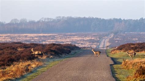 The Best Things To Do In The Hoge Veluwe National Park The Netherlands