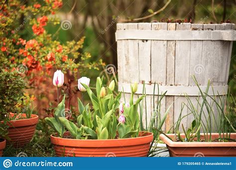 Spring Flowers In Flowerpots In The Garden Stock Image Image Of