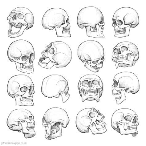 Jeff Searle The Human Skull Skull Drawing Anatomy Art Skulls Drawing