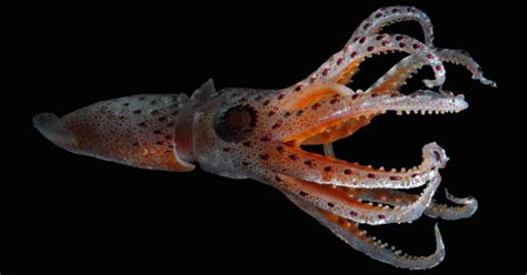 The Quirk That Helps Cockeyed Squid Navigate Oceans Twilight Zone