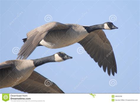 Canada Geese Flying Over Wetlands Stock Photo Image 48635298